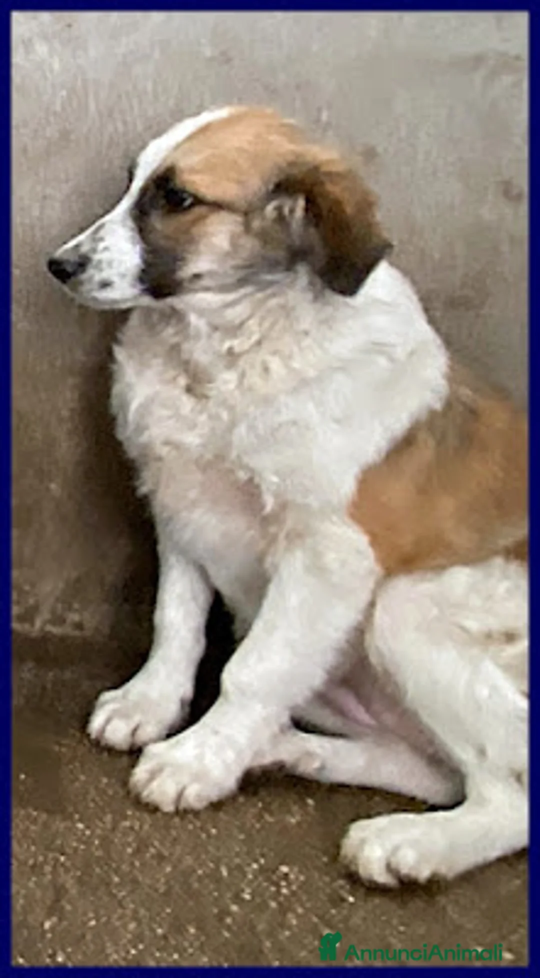 Meticcio cani in regalo: TESIS adorabile cicciotta - Annuncio 2