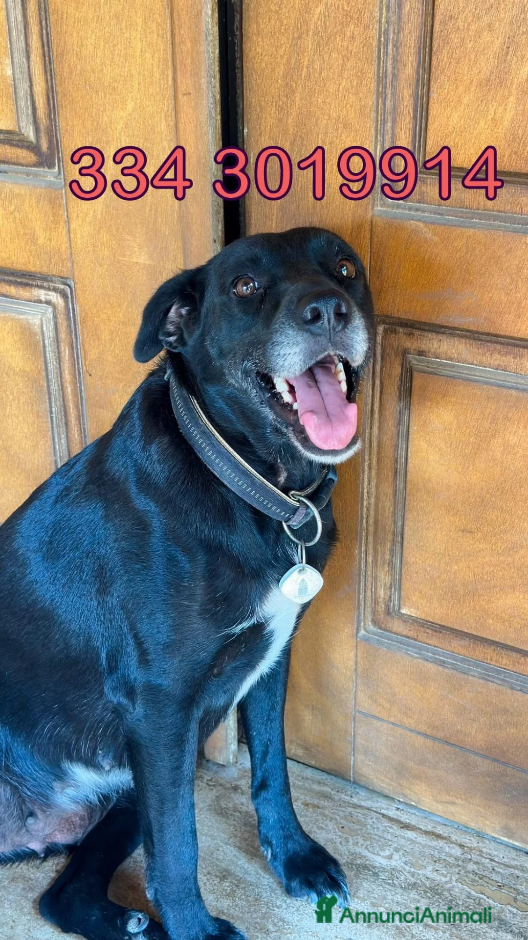 Meticcio cani in regalo: BELLA 🩷 ADESSO TOCCA A TE ESSERE SCELTA a Provincia di Cuneo - Annuncio 2