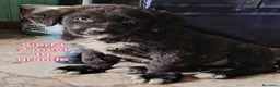 Meticcio cani in regalo: Cuccioli tenerissimi senza casa  a Provincia di Modena - Annuncio 5