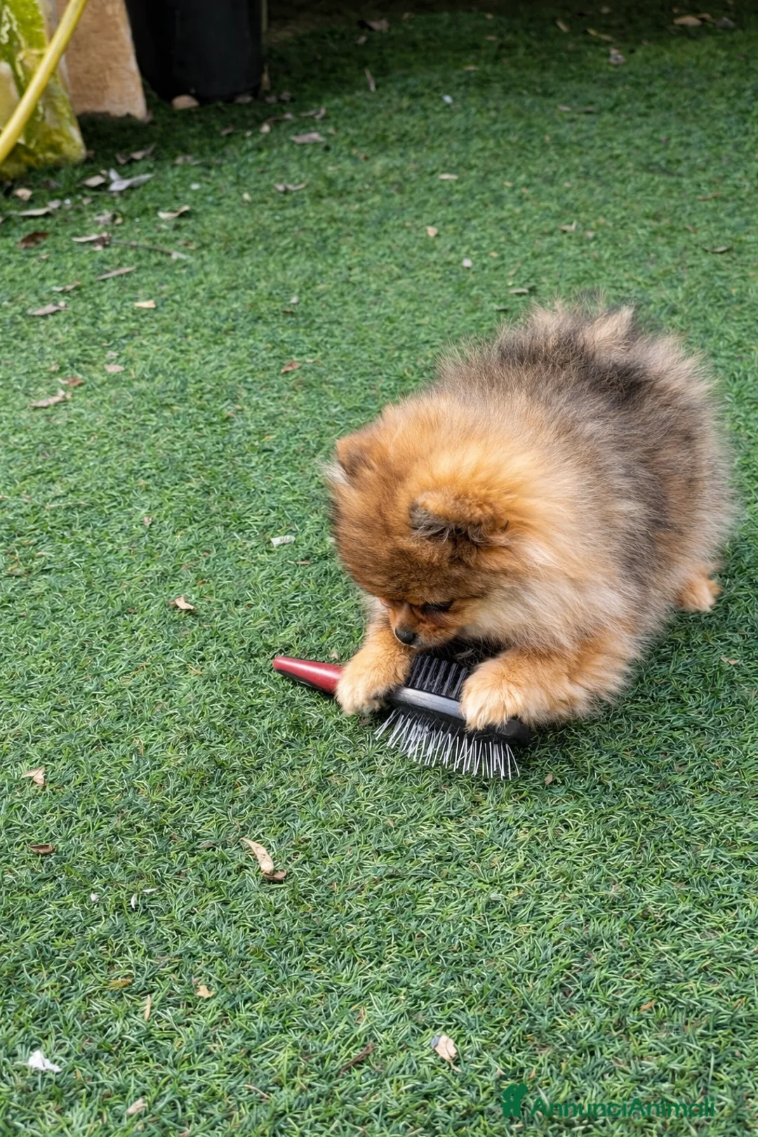 Volpino Pomerania cani in vendita: Pomerania pedigree enci  - Annuncio 5