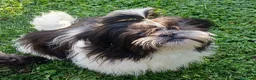 Shih Tzu cani in vendita: Cucciolo shih-tzu  - Annuncio 3