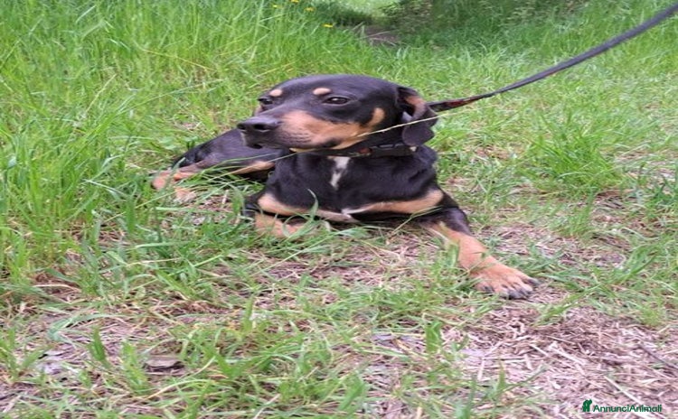 Meticcio cani a Città metropolitana di Milano - Annuncio 1