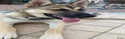 Meticcio cani in vendita: Splendida incrocio Husky/Pastore Tedesco a Provincia di Reggio Emilia - Annuncio 6