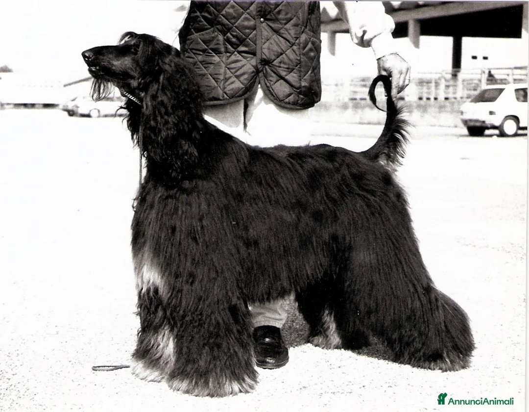 Levriero cani in vendita: LEVRIERO AFGANO BELLISSIMI CUCCIOLI - Annuncio 15