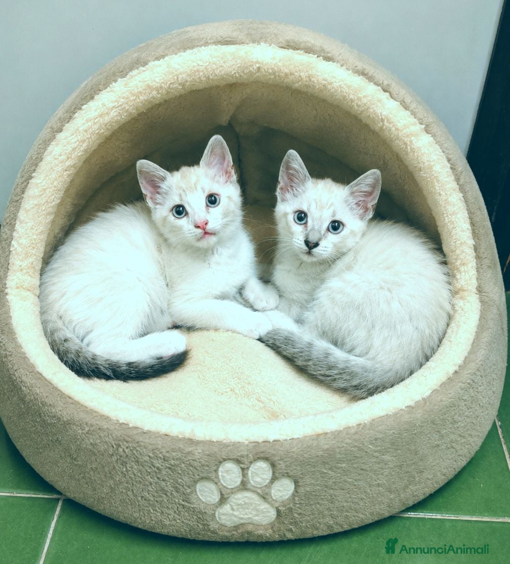 Siamese gatti Gattini siamesi tabby - Annuncio 1