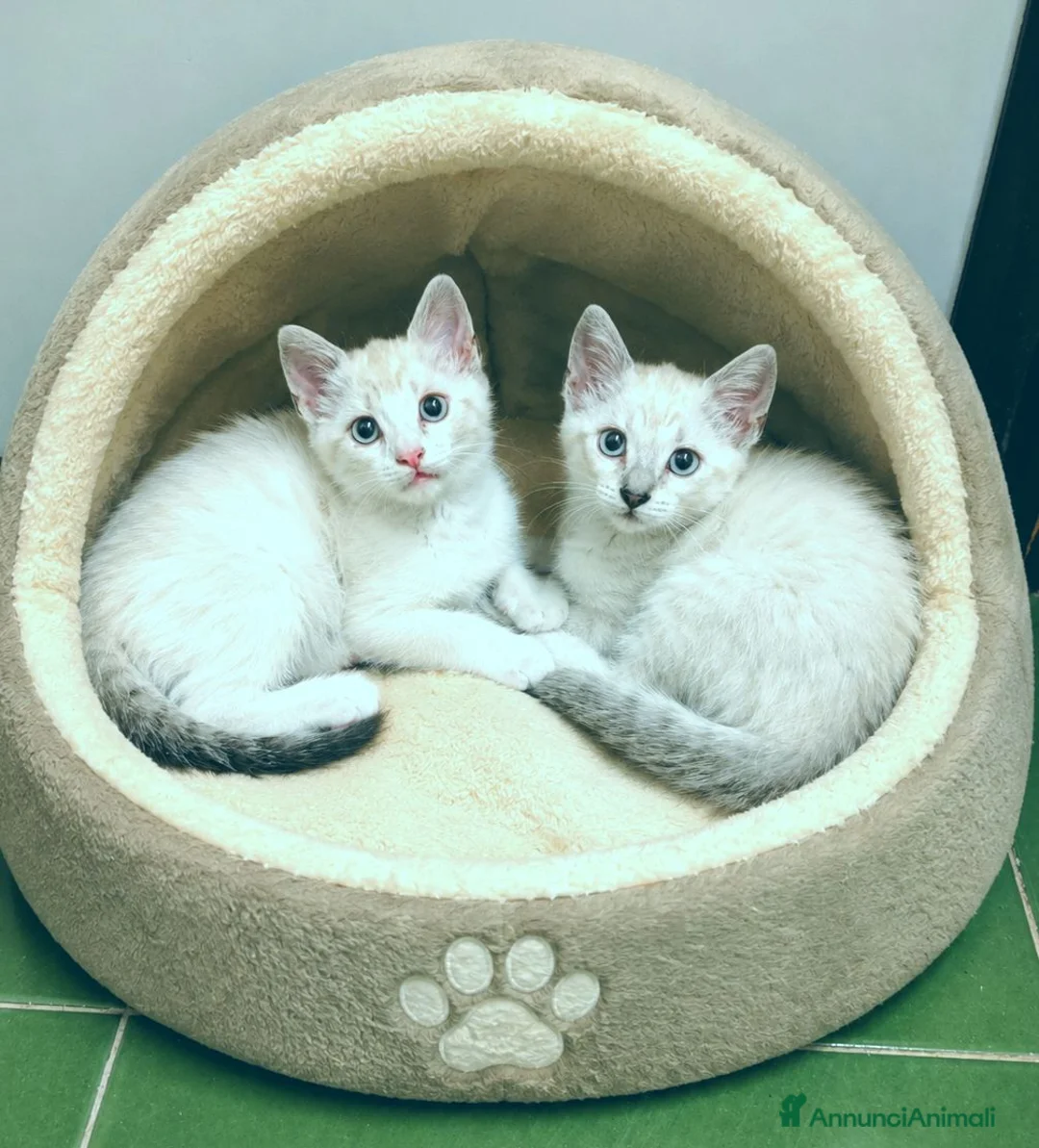 Siamese gatti in vendita: Gattini siamesi tabby - Annuncio 1