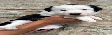 Cucciolo 2