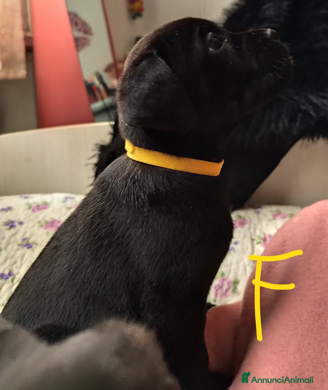 Cane Corso cani in vendita: Cuccioli di cane corso  - Annuncio 9