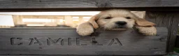 Golden Retriever cani in vendita: Ultimi cuccioli disponibili - Annuncio 11