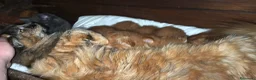 Maine Coon gatti in vendita: Cuccioli rossi di maine coon {AustinXBastet} - Annuncio 5