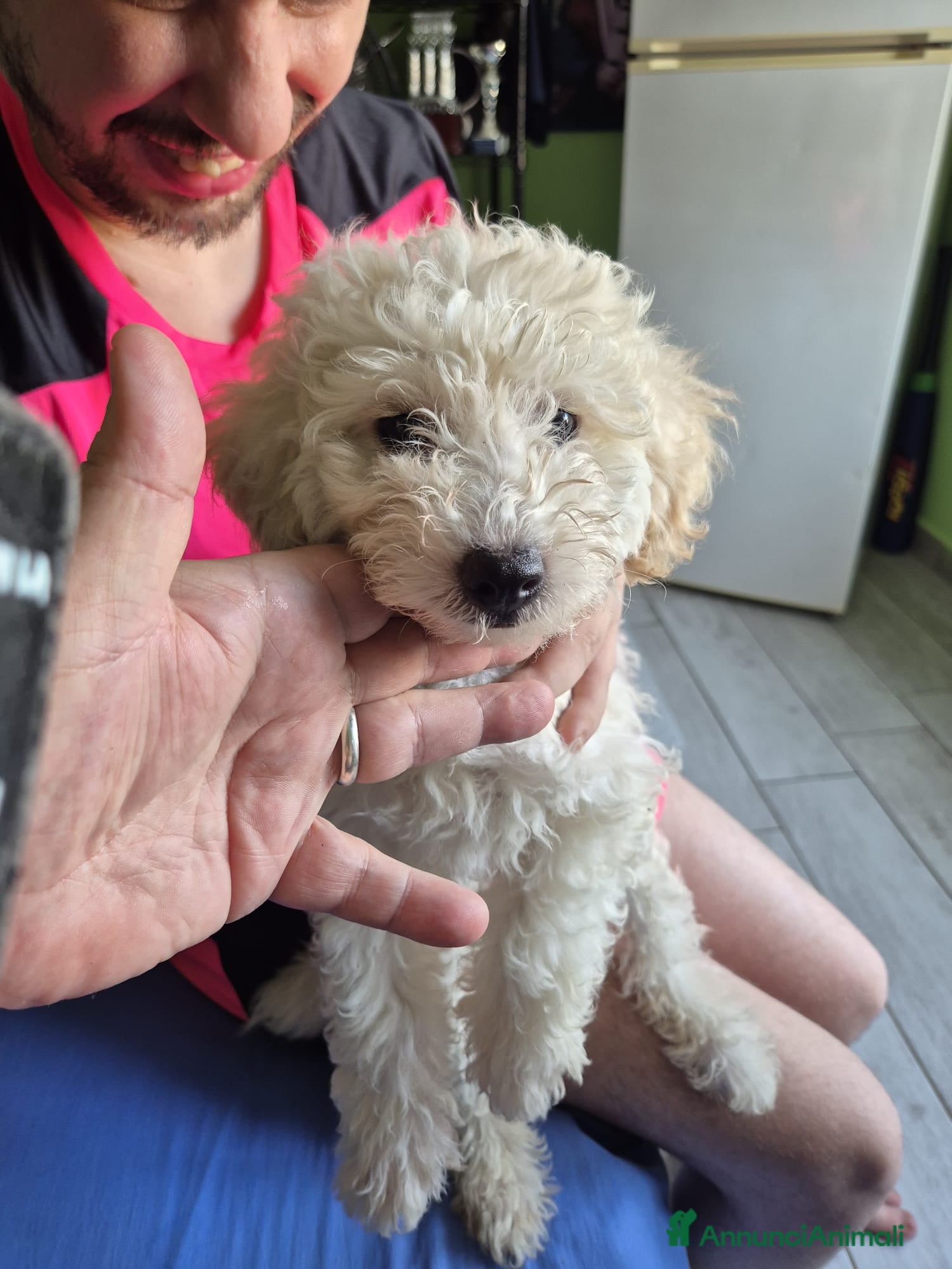 Maltipoo cani Cucciolo maltipoo - Annuncio 27