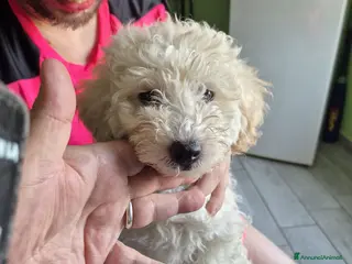 Maltipoo cani Cucciolo maltipoo - Annuncio 27