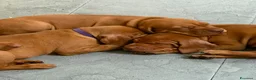 Bracco cani in vendita: Cuccioli di bracco ungherese (Viszla) disponibili - Annuncio 7