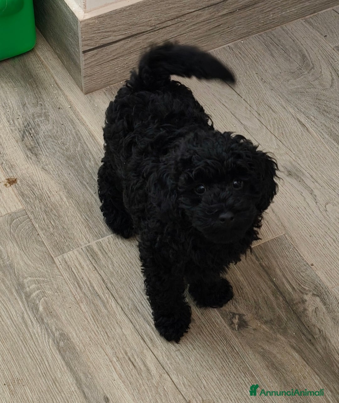 Barbone cani in vendita: Disponibili 2 cuccioli di barboncino - Annuncio 5