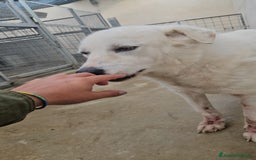 Meticcio cani in regalo: Consuelo: adozione del cuore o stallo  a Città Metropolitana di Genova - Immagine 18