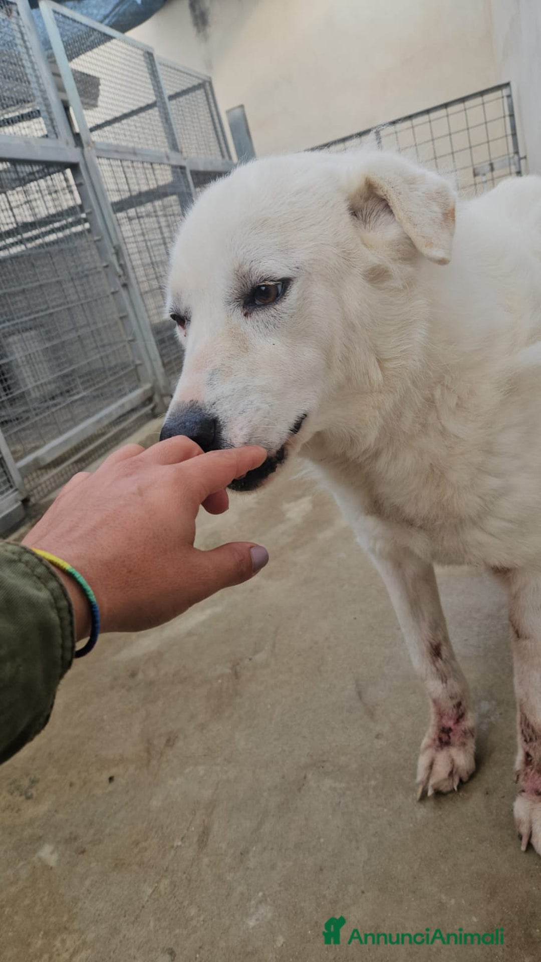 Meticcio cani in regalo: Consuelo: adozione del cuore o stallo  a Città Metropolitana di Genova - Annuncio 18