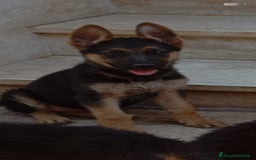 Pastore Tedesco cani in vendita: Pastore Tedesco  a Provincia di Caserta - Immagine 5