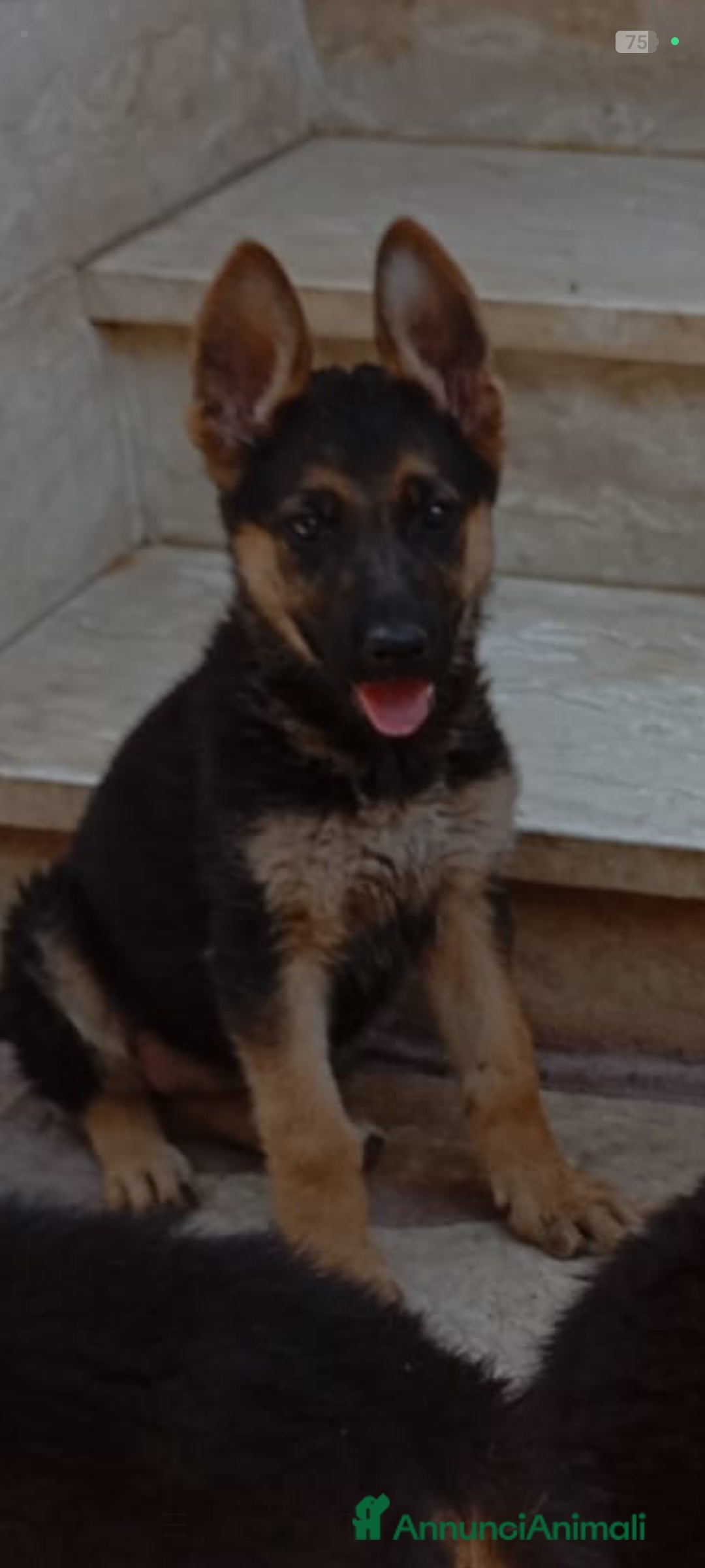 Pastore Tedesco cani in vendita: Pastore Tedesco  a Provincia di Caserta - Immagine 5