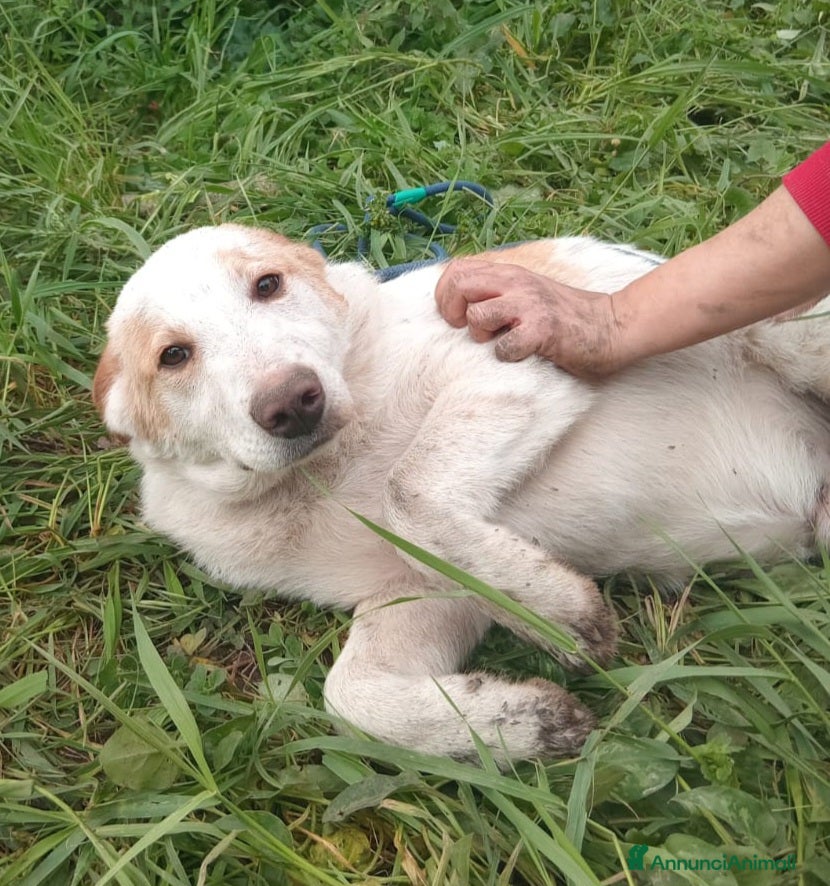 Meticcio cani UNA MAMMA PER COOCKIE - Annuncio 29