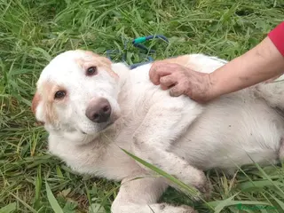 Meticcio cani UNA MAMMA PER COOCKIE - Annuncio 29