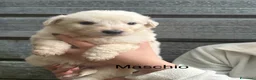 Meticcio cani in vendita: Cuccioli disponibili  a Provincia di Treviso - Annuncio 7
