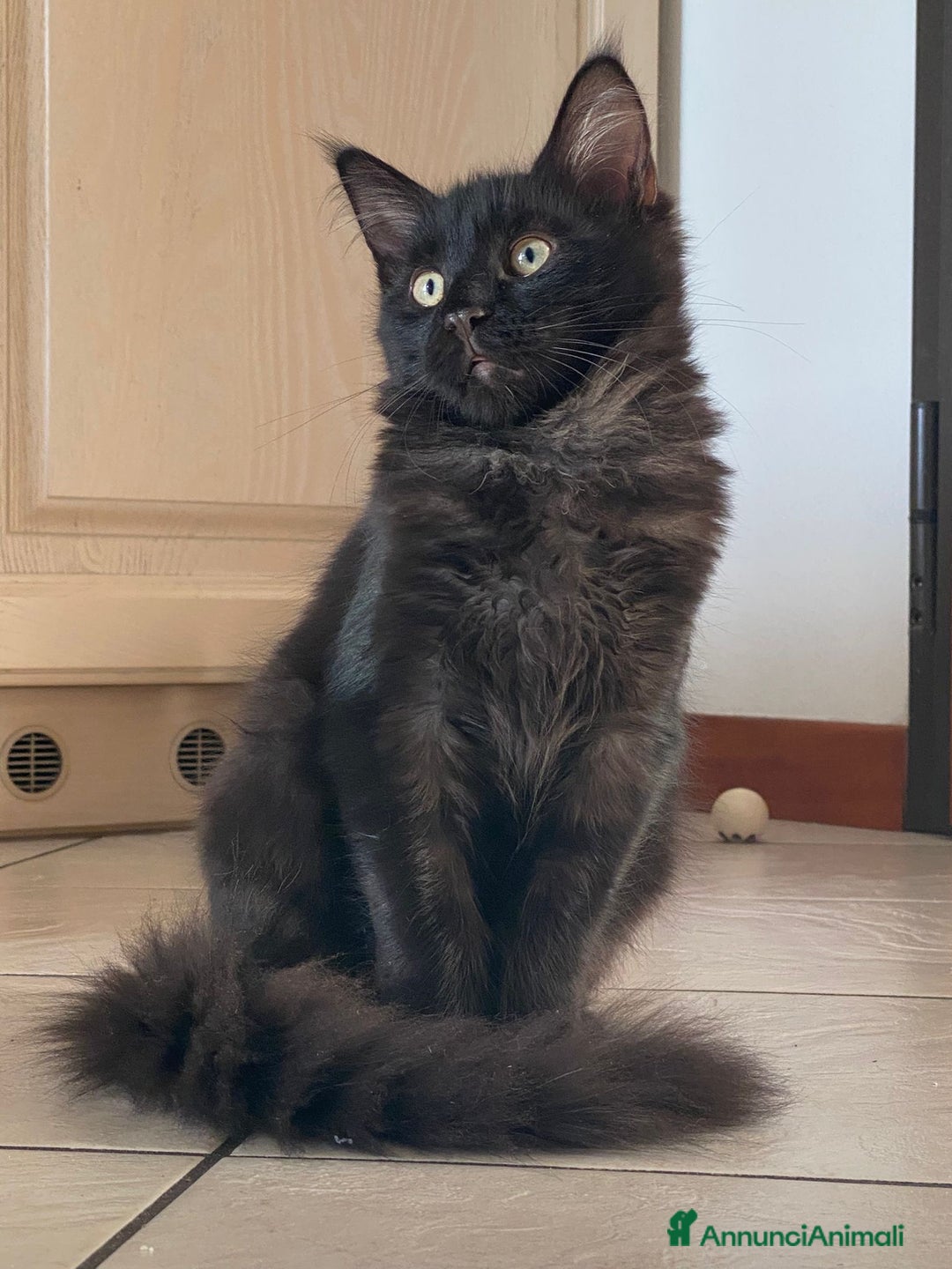 Maine Coon gatti in vendita: CUCCIOLI MAINE COON BLACK SOLID - Annuncio 4