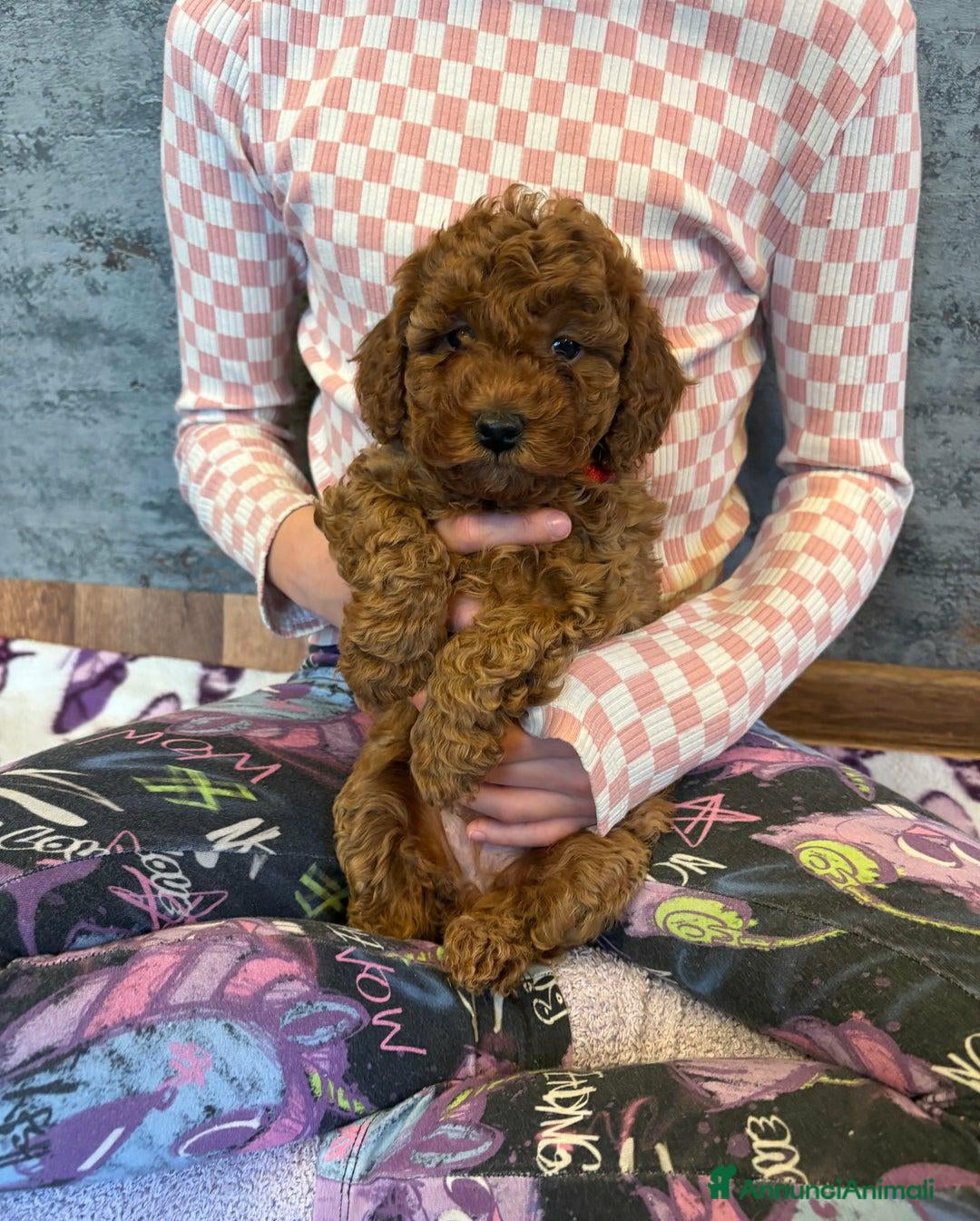 Cockapoo cani Cuccioli di Cockapoo F2b disponibili - Annuncio 1