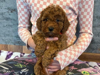 Cockapoo cani Cuccioli di Cockapoo F2b disponibili - Annuncio 33
