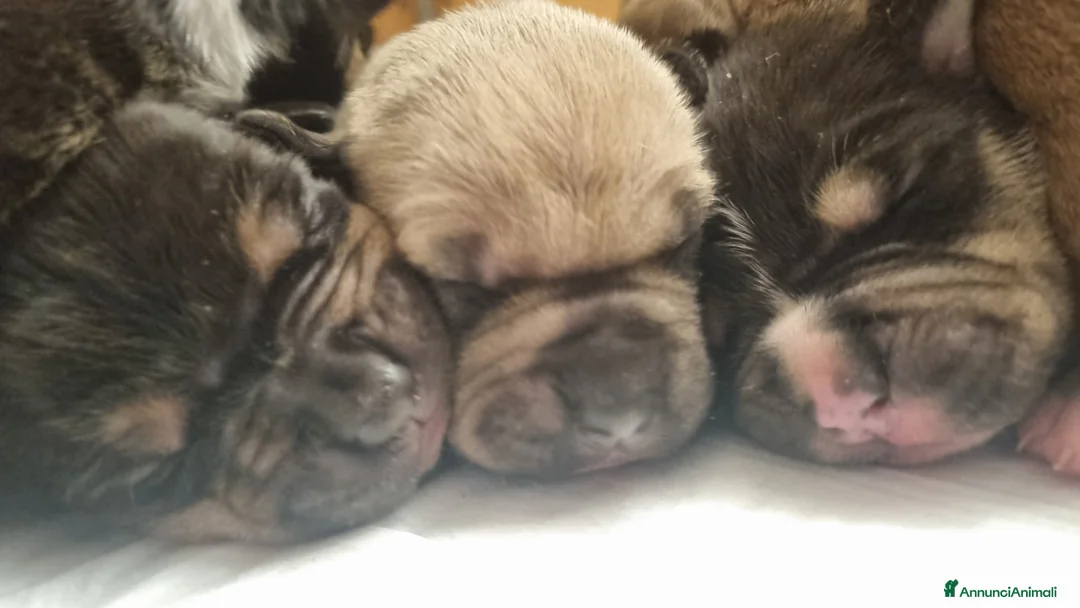 Pitbull cani in vendita: American pitbull terrier  - Annuncio 3