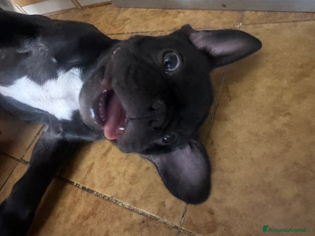 Bulldog Francese cani in vendita: Bulldog francese a Provincia di Modena - Immagine 5