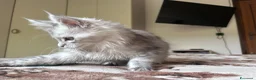 Maine Coon gatti in vendita: Maine Coon femmine - Annuncio 14