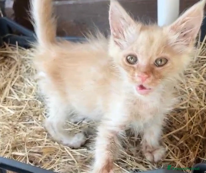 Maine Coon gatti Maine coon con difetto prezzo simbolico  - Annuncio 4