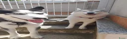 Husky cani in vendita: Cuccioli di meravigliosi husky cercano casa - Annuncio 2