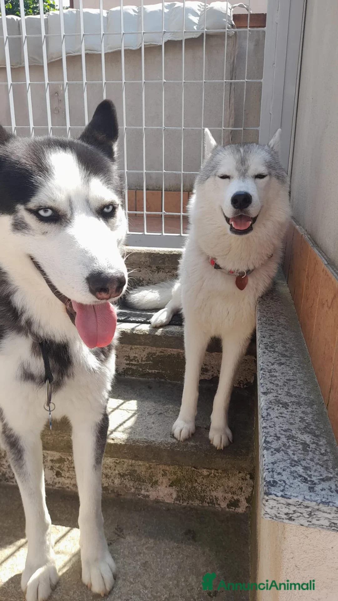 Husky cani in vendita: Cuccioli di meravigliosi husky cercano casa - Annuncio 2