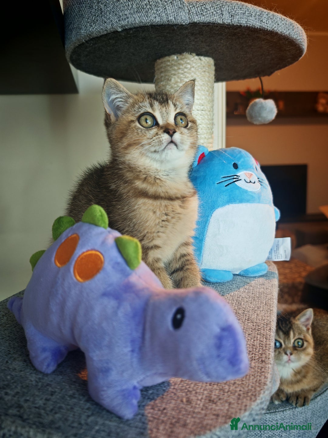 British gatti in vendita: British - Annuncio 11