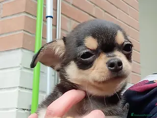 Chihuahua cani Chihuahua pedigree ENCI - Annuncio 2
