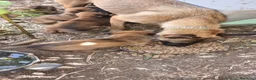Pastore Belga cani in vendita: Cucciolata Pastore Belga Malinois Italia  - Annuncio 2