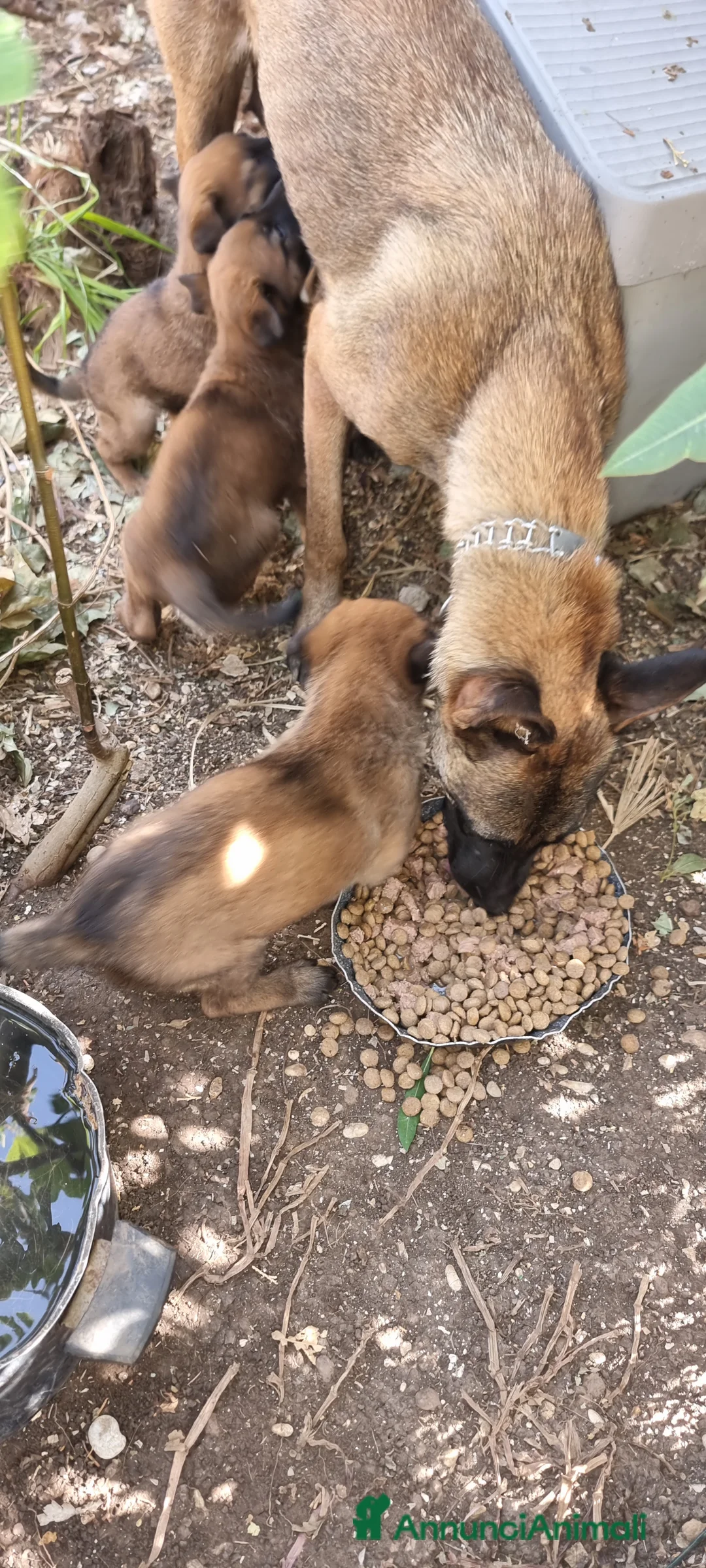 Pastore Belga cani in vendita: Cucciolata Pastore Belga Malinois Italia  - Annuncio 2