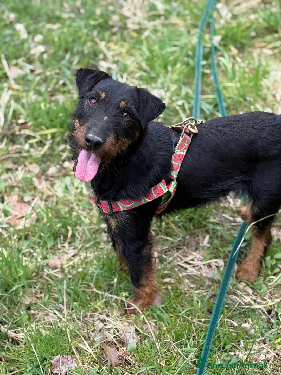 Jagdterrier cani in regalo: ELVIS, dolcissimo JAGDTERRIER cerca casa - Annuncio 2