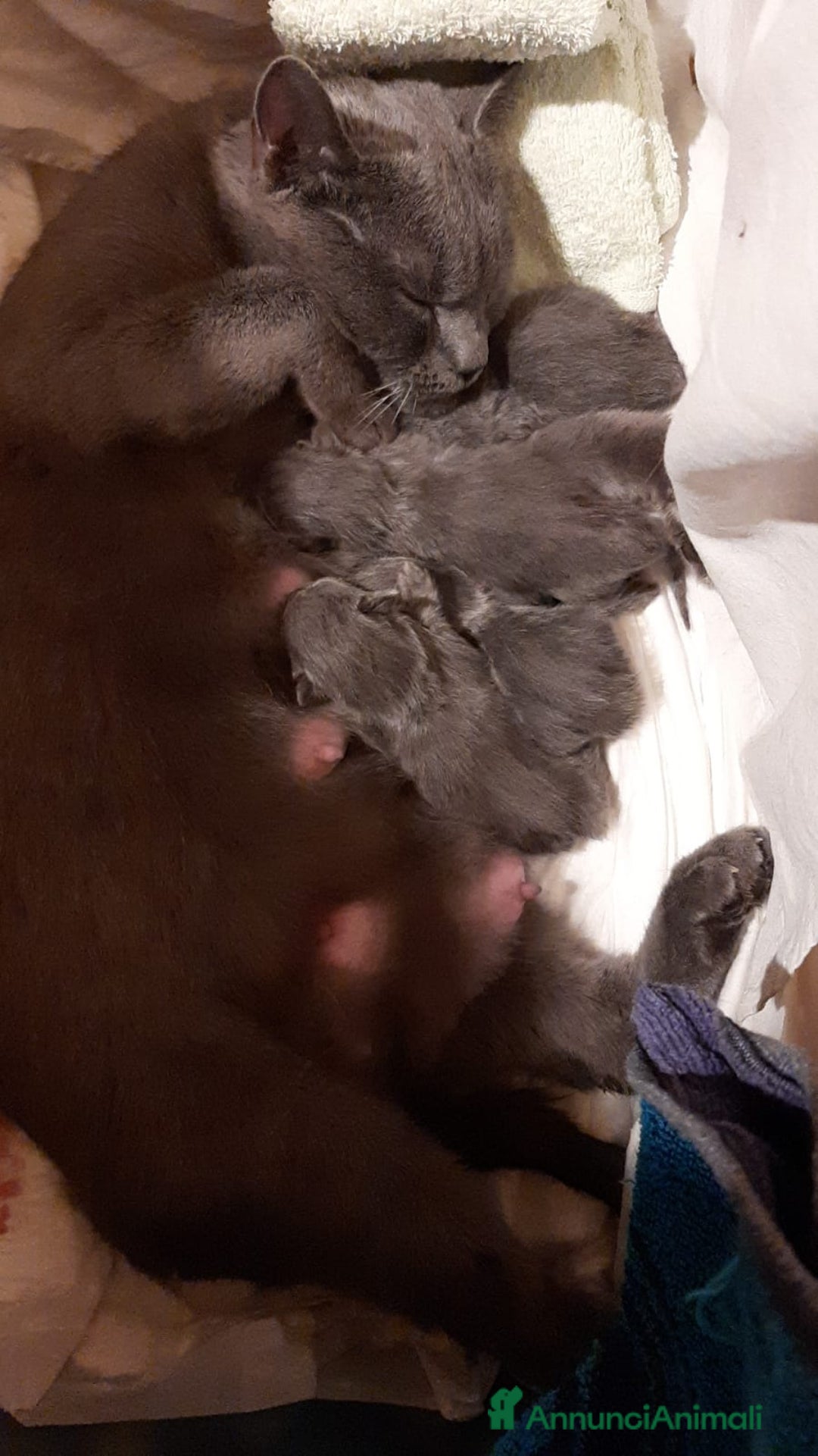 Certosino gatti in vendita: cucciole disponibili - Annuncio 3