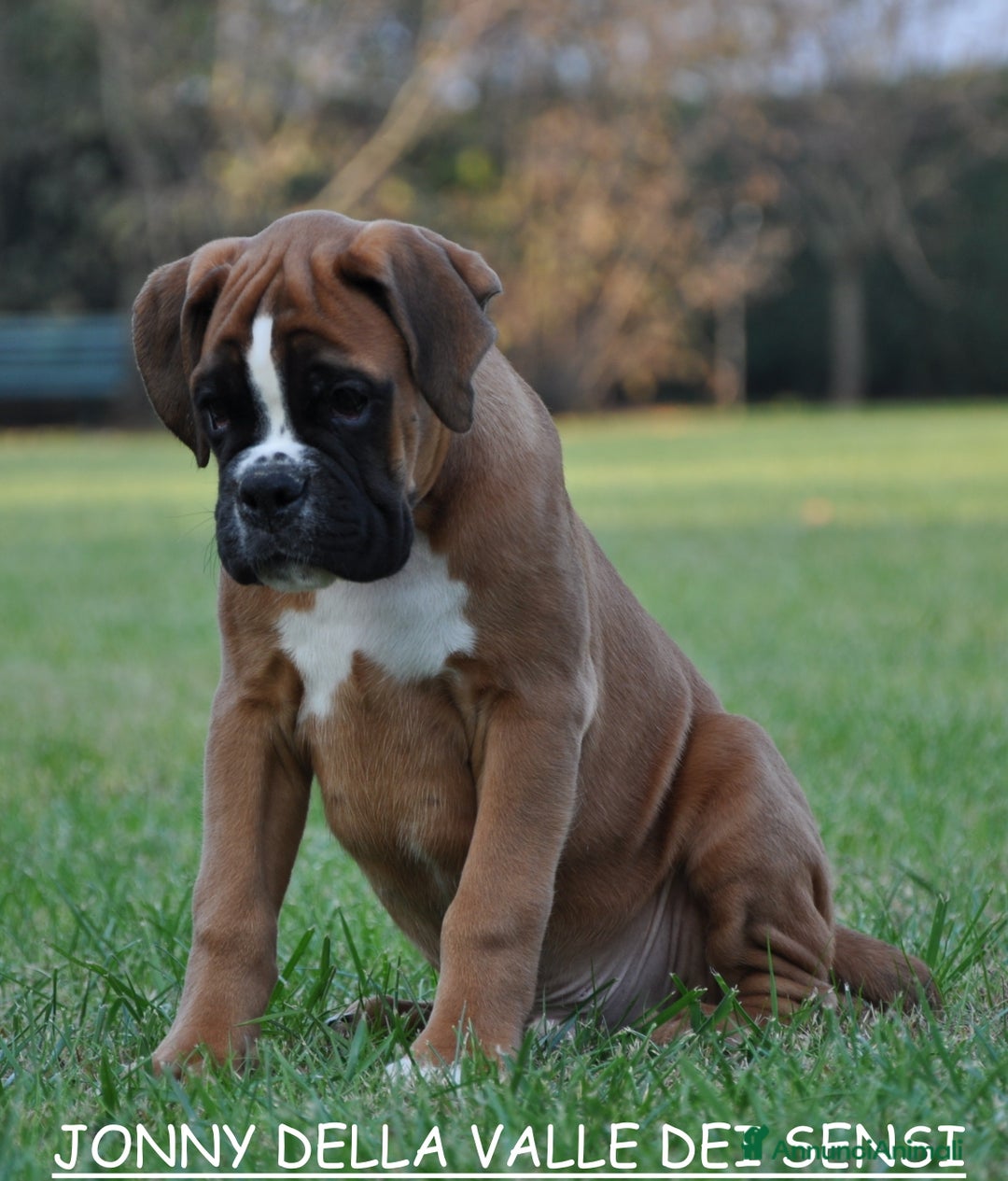 Boxer cani in vendita: BOXER CUCCIOLI DISPONIBILI - Annuncio 5
