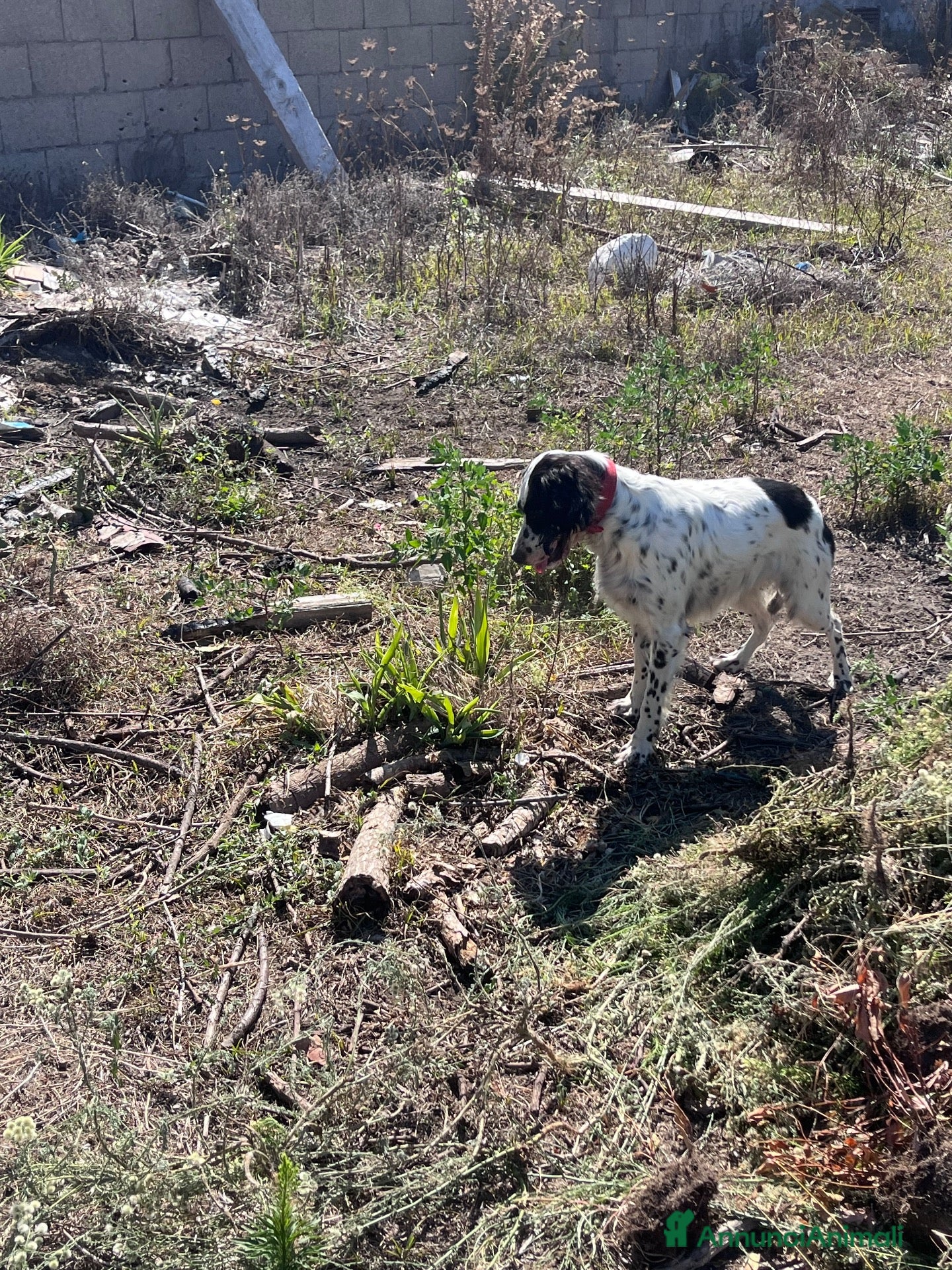 Setter Inglese cani Cedesi setter inglese di circa 2 anni - Annuncio 14
