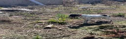 Setter Inglese cani in vendita: Cedesi setter inglese di circa 2 anni a Provincia di Salerno - Annuncio 1