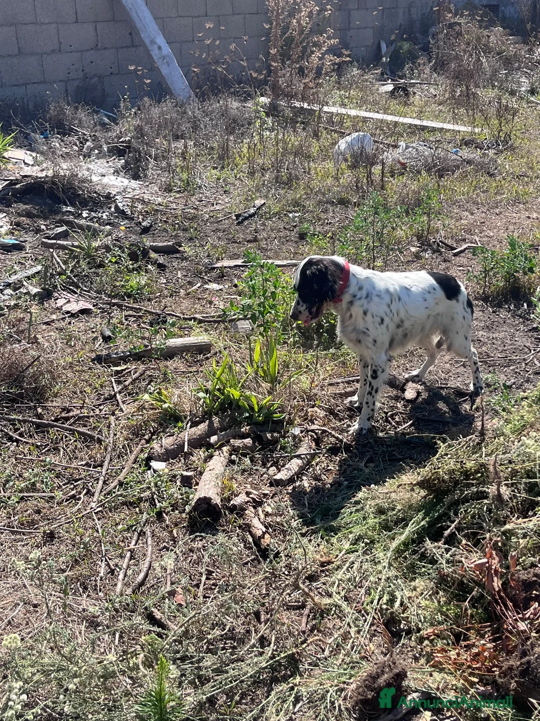 Setter Inglese cani in vendita: Cedesi setter inglese di circa 2 anni a Provincia di Salerno - Annuncio 1