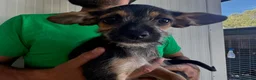 Meticcio cani in regalo: CUCCIOLA tg PIccola - Annuncio 3