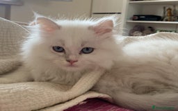 Persiano gatti in vendita: Gattini persiani normotipo  a Provincia di Reggio Emilia - Immagine 5