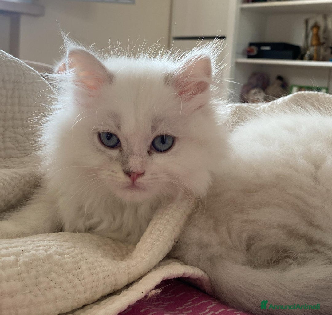 Persiano gatti in vendita: Gattini persiani normotipo  a Provincia di Reggio Emilia - Immagine 5