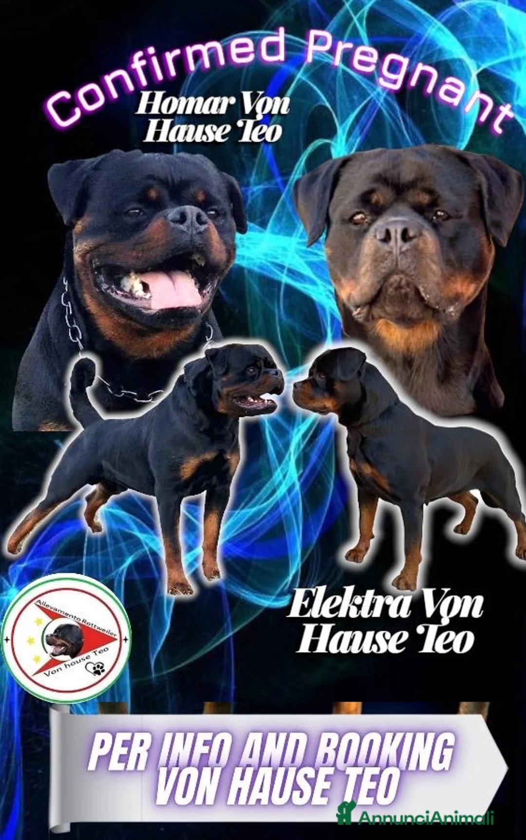 Rottweiler cani in vendita: 11 stelle pelose  a Città metropolitana di Roma Capitale - Annuncio 1