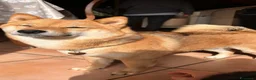 Shiba Inu cani in vendita: Meravigliosi cuccioli di Shiba Inu a Provincia di Frosinone - Annuncio 10