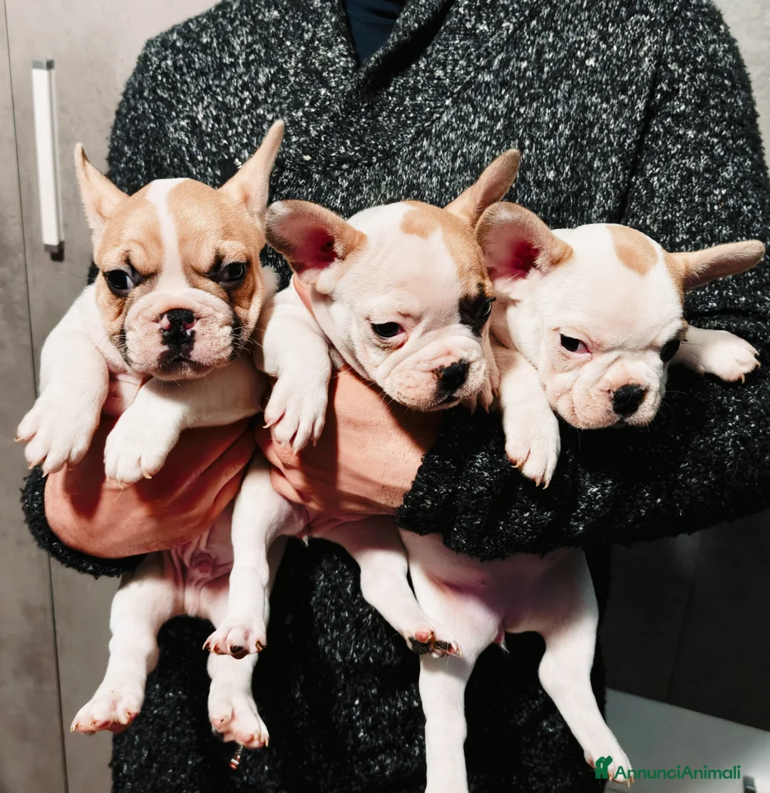 Bulldog Francese cani in vendita: Cuccioli Bulldog Francese  - Annuncio 1